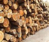 欧洲原木进口代理